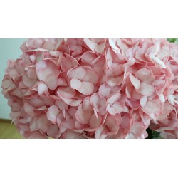 Hydrangea Light Pink - Extra