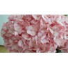 Hydrangea Light Pink - Extra