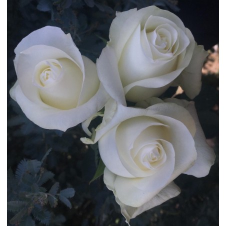 Long Stem White Roses (stem length 23 in / 60 cm)