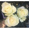 Long Stem White Roses (stem length 23 in / 60 cm)