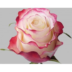 Long Stem Bi-color White and Red Roses (stem length 23 in / 60 cm)