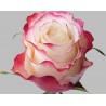 Long Stem Bi-color White and Red Roses (stem length 23 in / 60 cm)