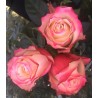 Long Stem Bi-color White and Red Roses (stem length 23 in / 60 cm)