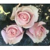 Long Stem Pale Pink Roses (stem length 23 in / 60 cm)