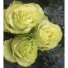 Long stem Green Lemonade Roses (stem length 23 in / 60 cm)