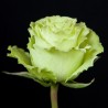 Long stem Green Lemonade Roses (stem length 23 in / 60 cm)