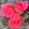 Long stem Pink Floyd Roses (stem length 23 in / 60 cm)
