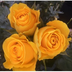 Long stem Brighton Roses (stem length 23 in / 60 cm)