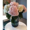 White and Light Pink Hydrangeas