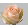 48 Long stem Tiffany Roses (stem length 23 in / 60 cm)