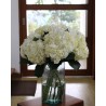 White Hydrangea - Extra