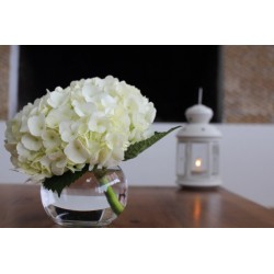 White Hydrangea - Extra