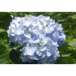 Light Blue Hydrangeas - Extra