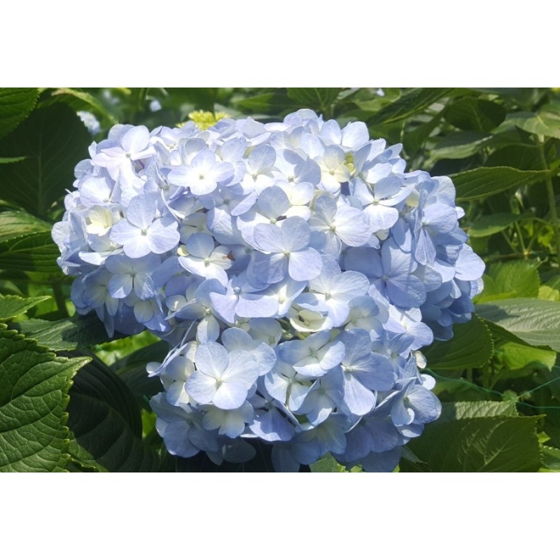 Light Blue Fresh Hydrangeas - Weddings-Birthdays-Gifts-Decoration