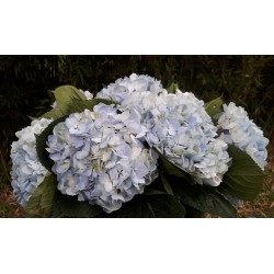 Light Blue Hydrangeas - Extra