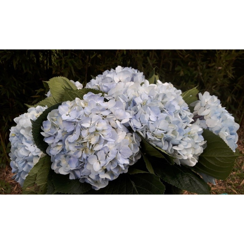 Light Blue Fresh Hydrangeas - Weddings-Birthdays-Gifts-Decoration