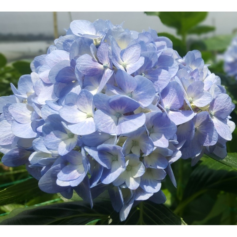 Light Blue Fresh Hydrangeas - Weddings-Birthdays-Gifts-Decoration