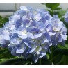 Light Blue Hydrangeas - Extra