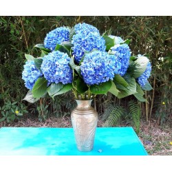 Deep Blue Hydrangea - Extra