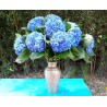 Deep Blue Hydrangea - Extra