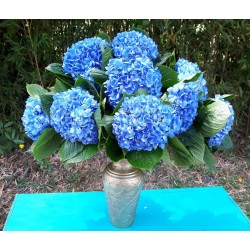 Deep Blue Hydrangea - Extra