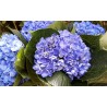 Deep Blue Hydrangea - Extra