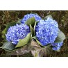 Deep Blue Hydrangea - Extra