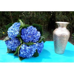 Deep Blue Hydrangea - Extra