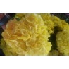 Yellow Hydrangeas - Extra