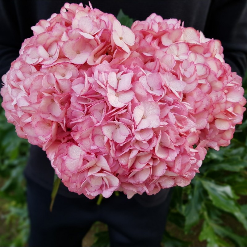 Hot Pink Hydrangeas - Extra Hot Pink Hydrangeas - Extra