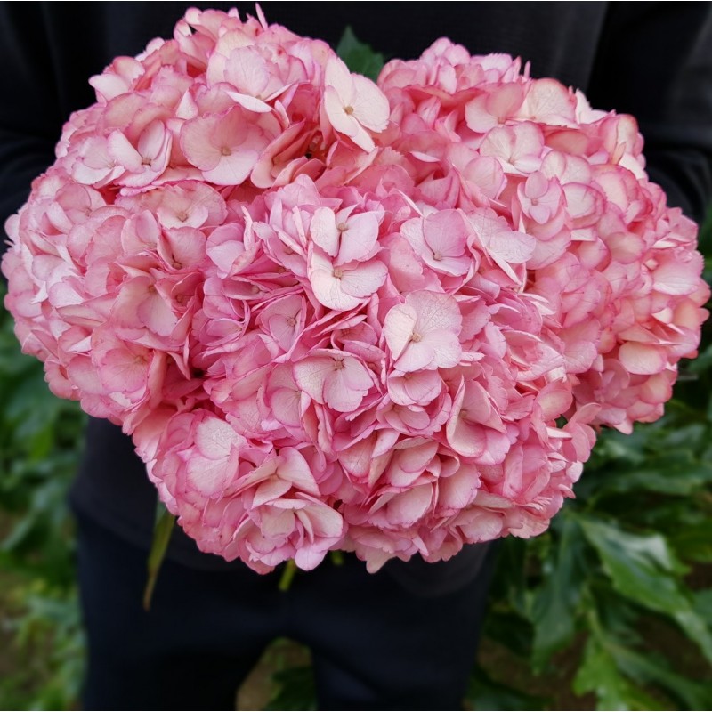 Hot Pink Hydrangeas - Extra