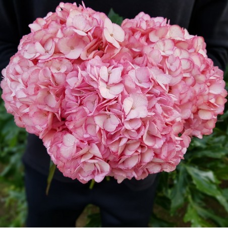 Hot Pink Hydrangeas - Extra Hot Pink Hydrangeas - Extra