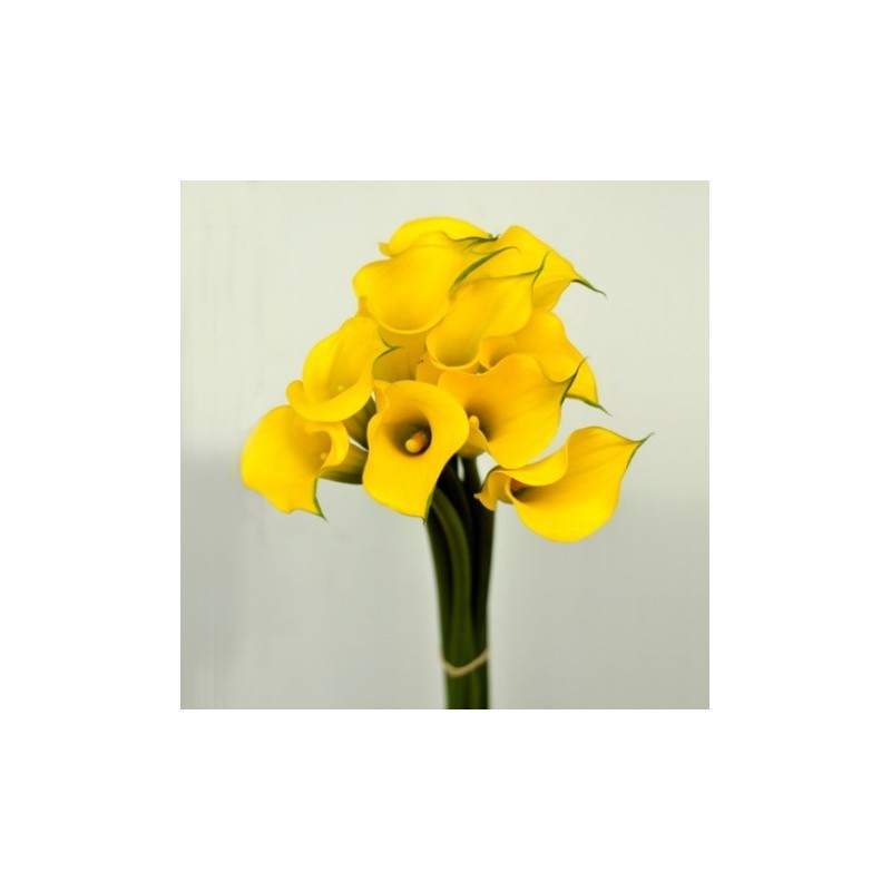 Yellow Mini Calla Lilies