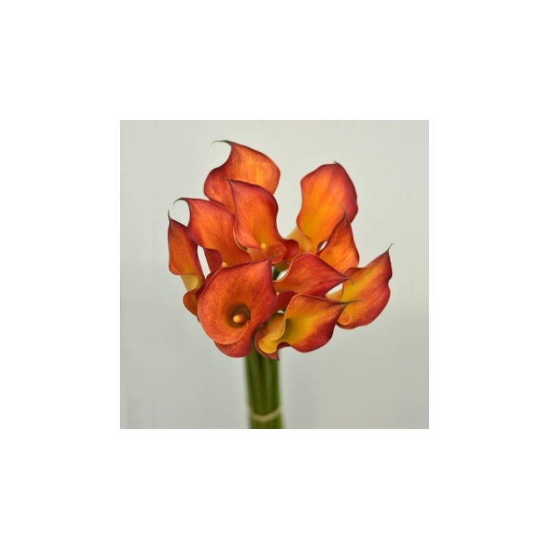 80 Orange Mini Calla Lilies - 19 in long