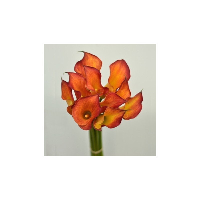 Orange Mini Calla Lilies