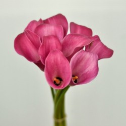 Hot Pink Mini Calla Lilies