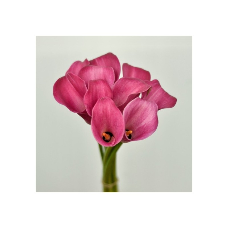 Hot Pink Mini Calla Lilies