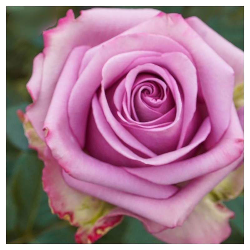 Long stem lavender roses in a box