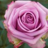 Long stem lavender roses in a box