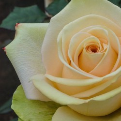 Long stem peach roses in a box