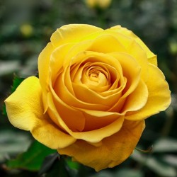 Long Stem Yellow Roses (stem length 23 in/60 cm)