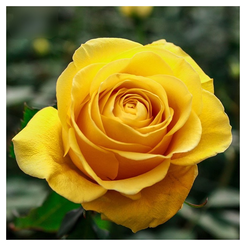 Long stem bright, yellow roses in a box, wholesale prices