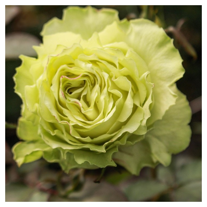 Long-stem green roses