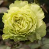 Long-stem green roses