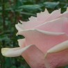 Dusty pink roses in a box