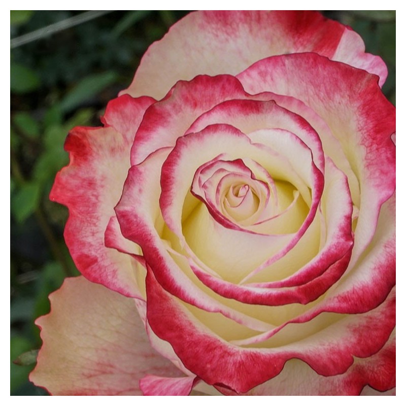 Long stem bi-color roses