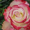Long stem bi-color roses