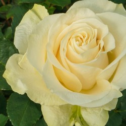 Long Stem White Cream Roses...