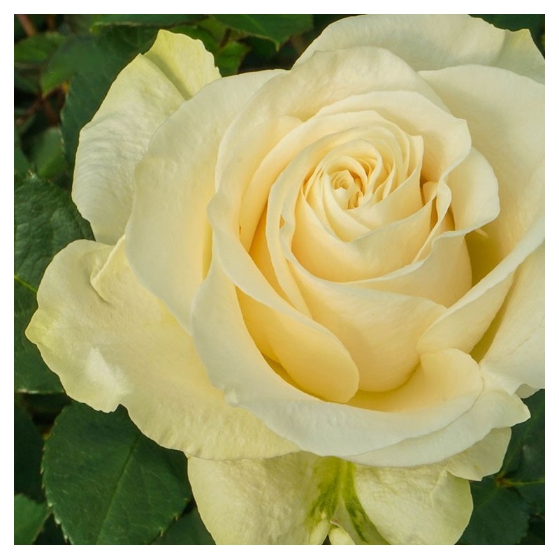 Long Stem White Cream Roses (stem length 23 in/60 cm)