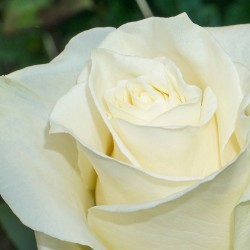 Long Stem White Roses (stem length 23 in/60 cm)